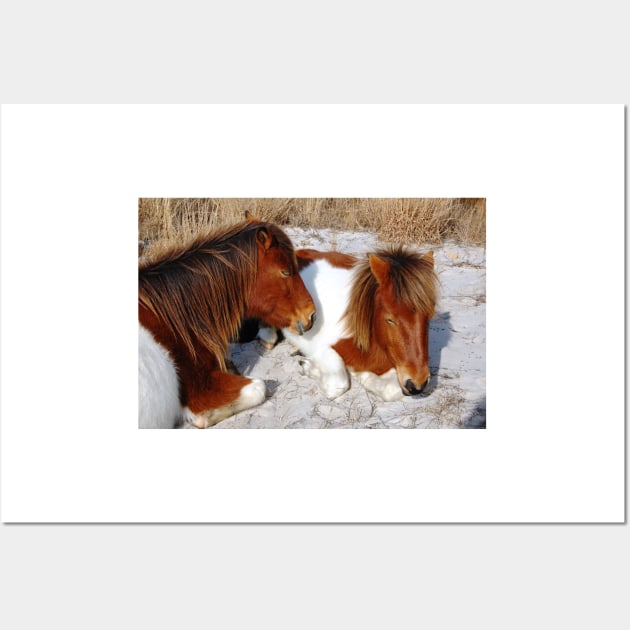 Wild horses, wildlife, Assateague Island, Sleepy Twosome Wall Art by sandyo2ly